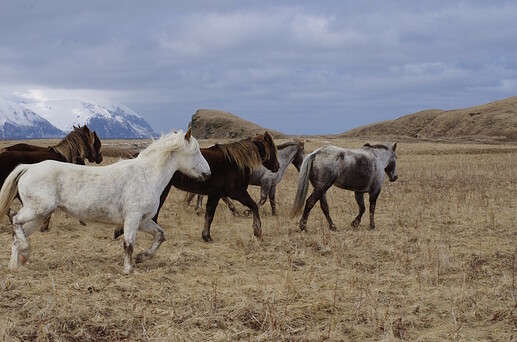 horses